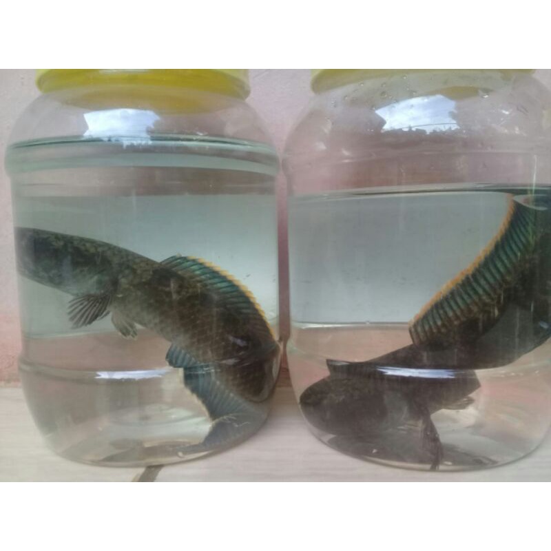 cana limbata 1 pasang