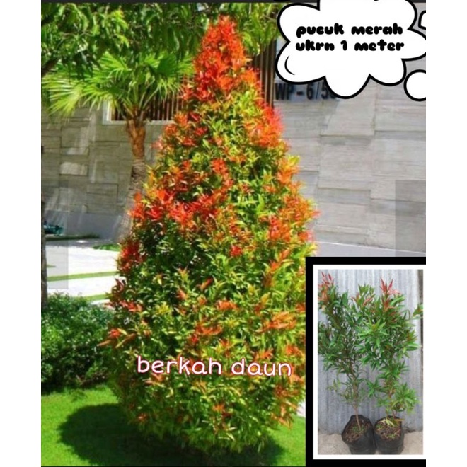 tanaman pucuk merah 1 meter