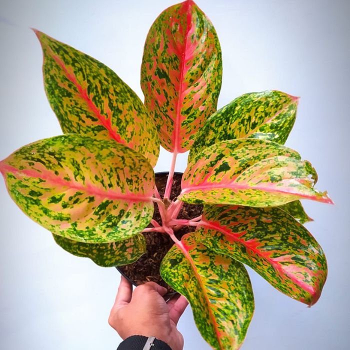 tanaman aglonema red striptis/tanaman hias murah/aglonema striptis/tanaman indor&outdor