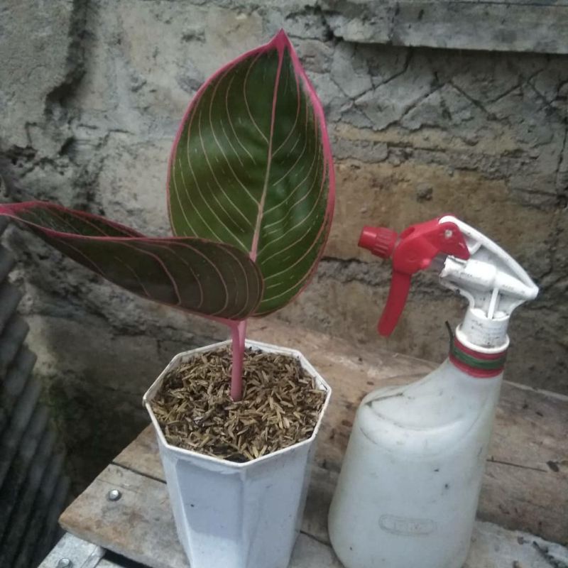 PROMO bibit ANAKAN AGLONEMA KHANZA-KANZA