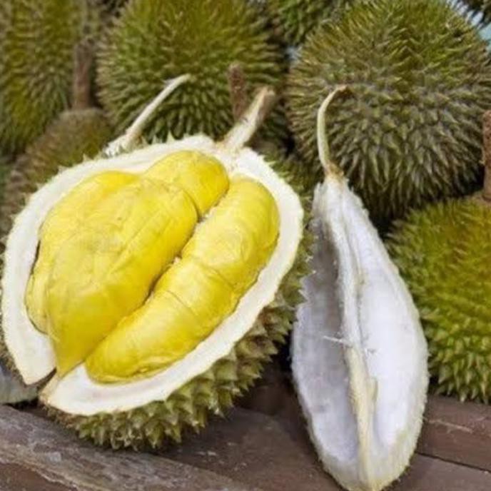 Bibit Durian Musang King - Pohon Durian Musang King