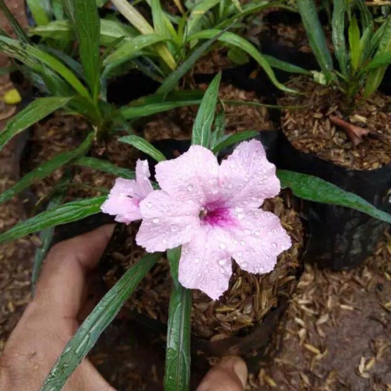 TANAMAN RAWELIA MINI BUNGA PINK