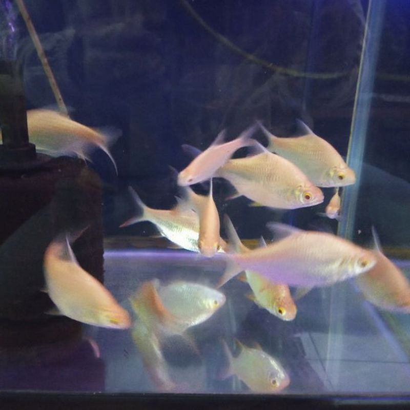 ikan kaviat albino