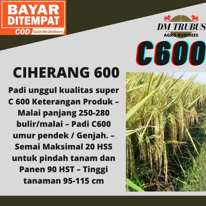 BENIH/BIBIT UNGGUL TERBARU C 600 (CIHERANG 600) UMUR 90 HST 5KG