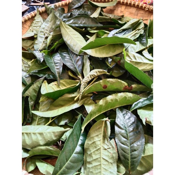 

Daun teh segar 500 gr