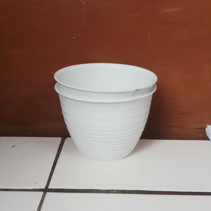 Tanaman Hias Sri Rejeki Rimbun + Pot Puti Tawon