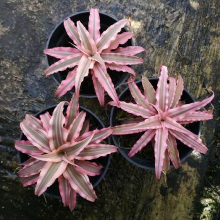 Tanaman Bromelia mini cryptanthus pink / merah