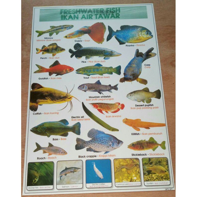 

POSTER IKAN TAWAR