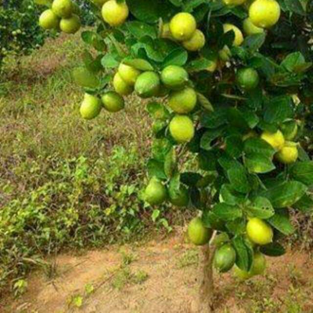 

JERUK LEMON