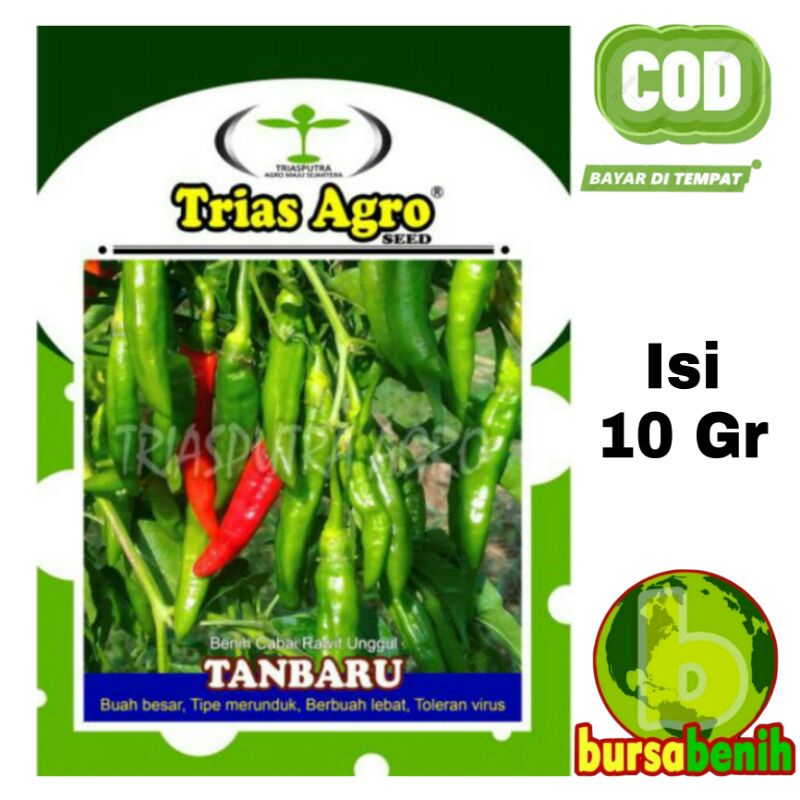 Jual Bibit Cabe Rawit Hijau Merunduk Tanbaru Isi 10 Gram Benih Cabai