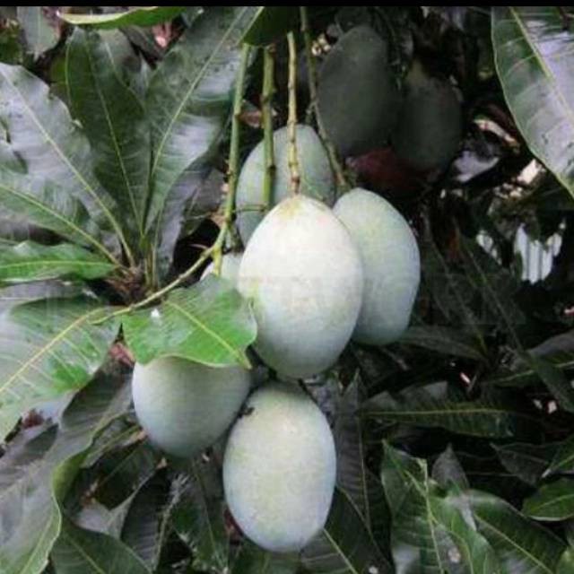 

Bibit mangga manalagi madu stek okulasi