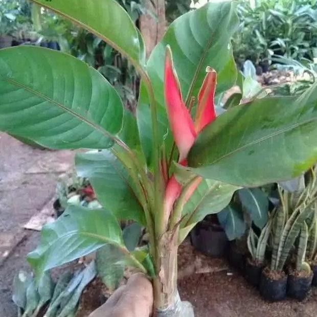 Tanaman hias pisang Bali tinggi 60-70cm