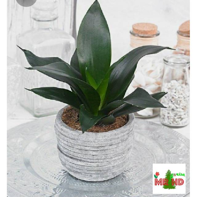 Tanaman hias Sansevieria black dragon