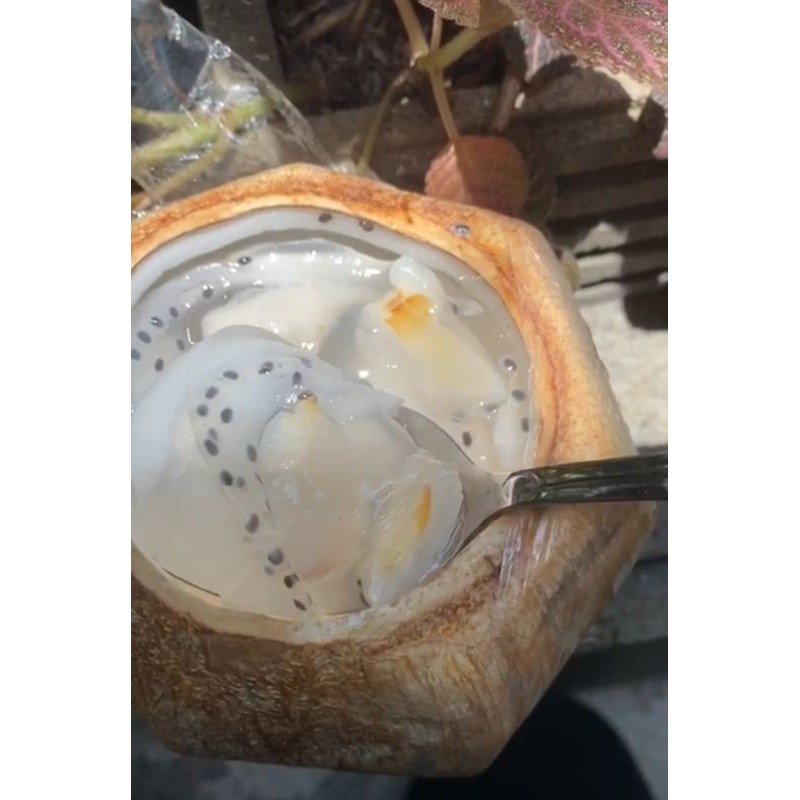 

Ar Puding Kelapa Varian Lechy Selasih