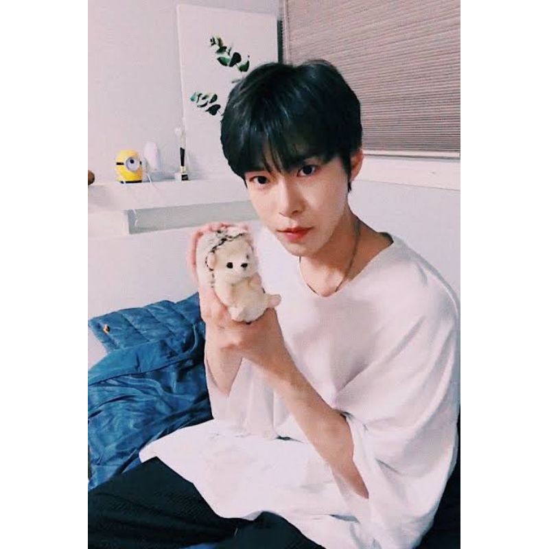 Boneka Hadgehog Sunlemon Doyoung / Boneka Kpop / Boneka Landak Korea / Dochi Doyoung