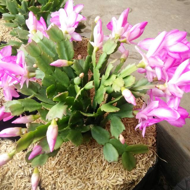 Wijaya kusuma / kepiting merah(christmas cactus)