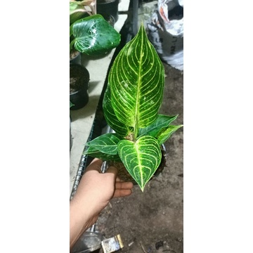 PROMO Bibit Aglonema Quen Of Siam - Aglonema