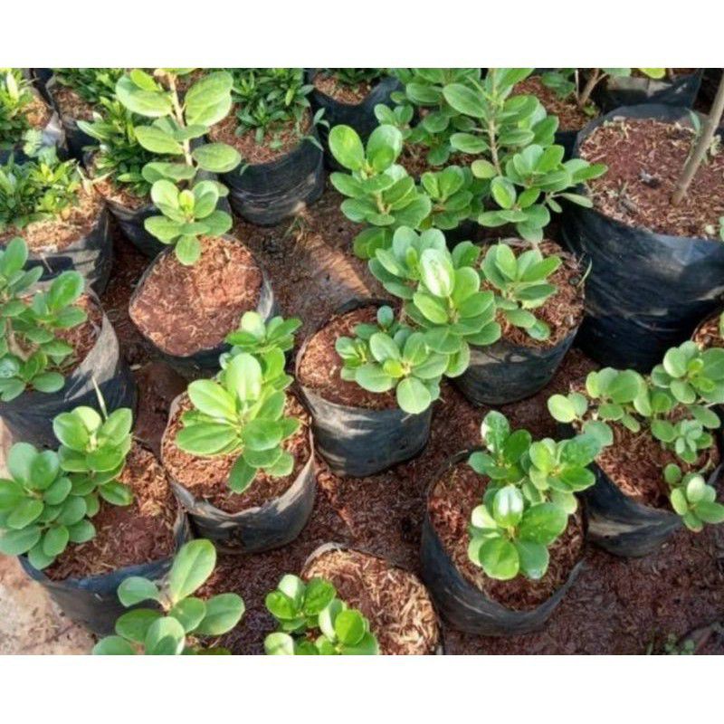 Bibit Beringin Dolar // Bahan Bonsai Beringin Dolar // Stek Dolar Bonsai