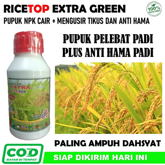PROMO Ricetop Extra Green Pupuk Pelebat Padi Paling Ampuh - Ricetop Extra Green Pupuk Npk Cair Plus 