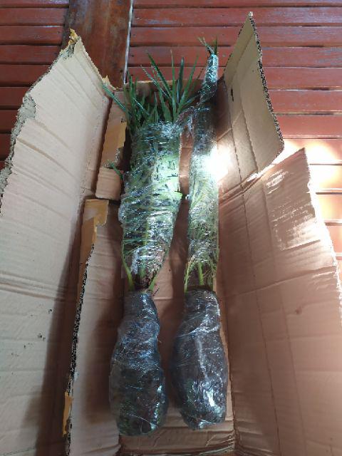 New Produck!! Pohon Kurma Azwa Jantan Dan Betina - Kl 1