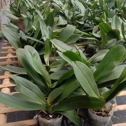 anggrek bulan pasca bunga jumbo