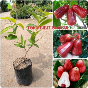 

Jual BIBIT BUAH JAMBU AIR MADU MERAH SUPER Murah