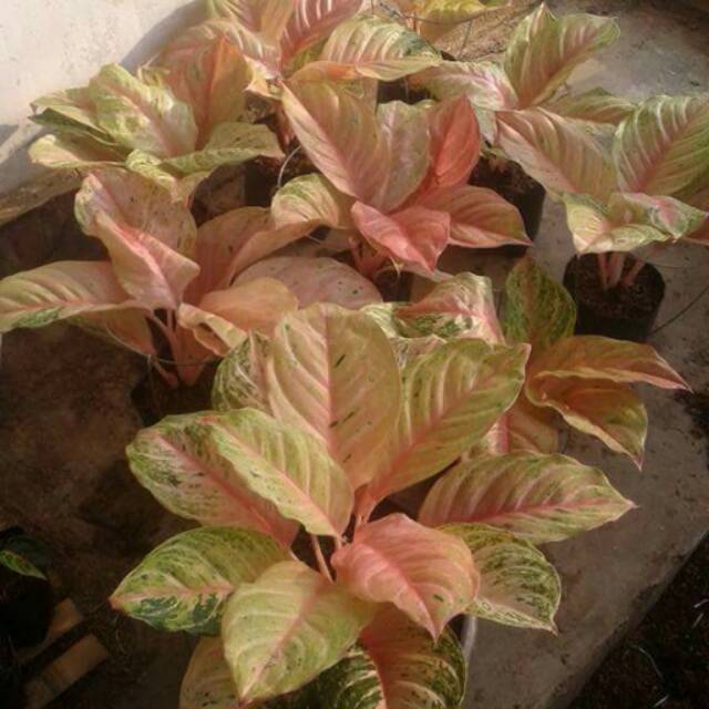 Bunga Aglonema Bidadari Shopee Indonesia