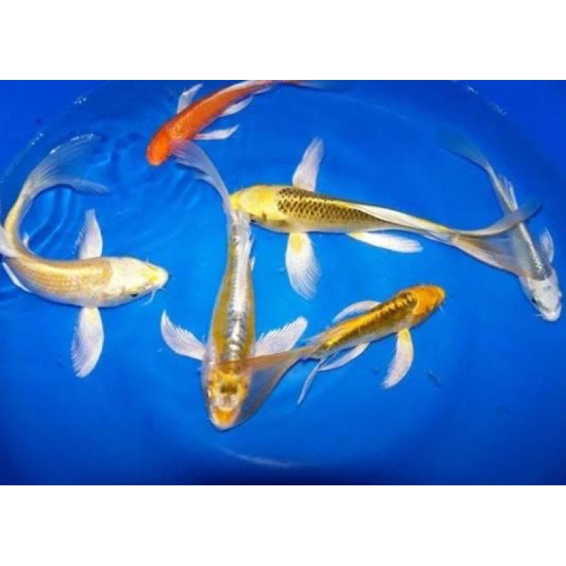 ikan koi slayer size 18-20cm