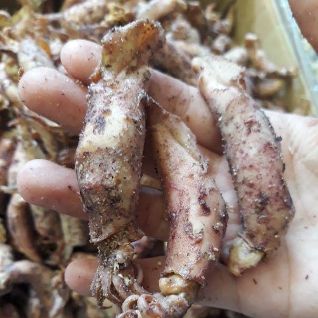 

Cumi telor
