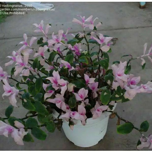 Tanaman Hias gantung Tradescantia sabrina Zebrina (rimbun)