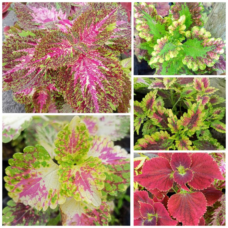 Miana 01 premium super