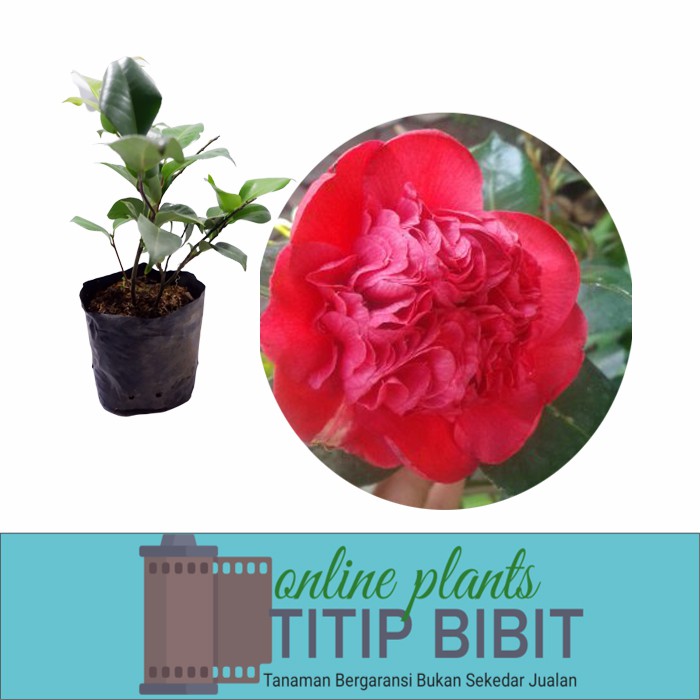 Camelia Merah bibit tanaman hias bunga