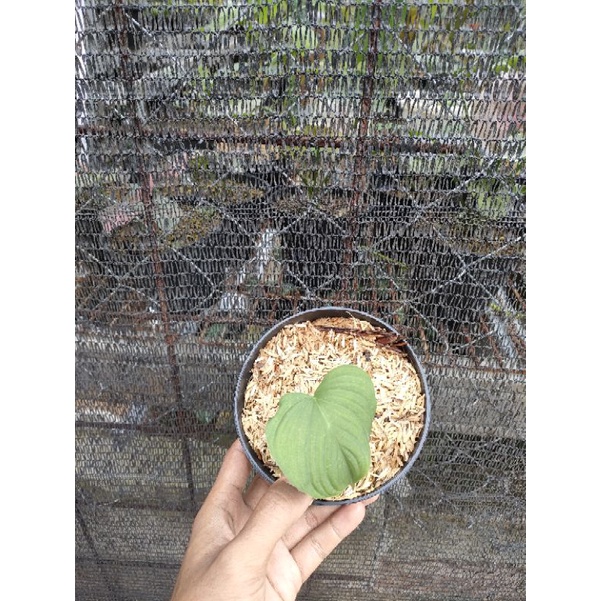 Philodendron fibraecataphyllum 1 daun