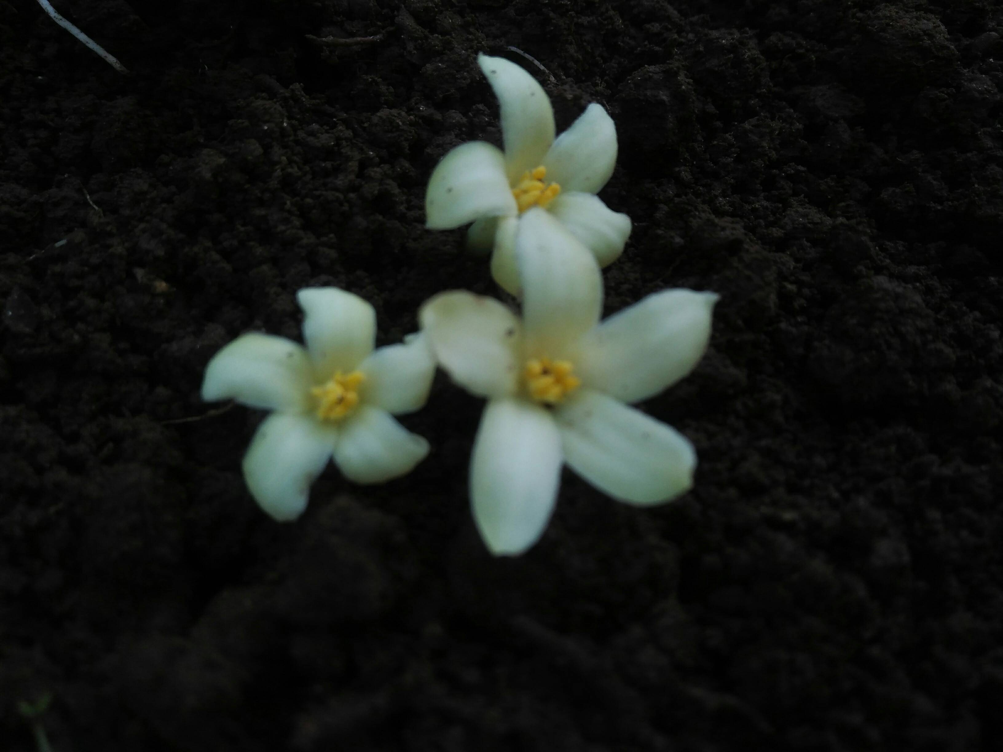 Timbangan Hidroponik Digital 10kg