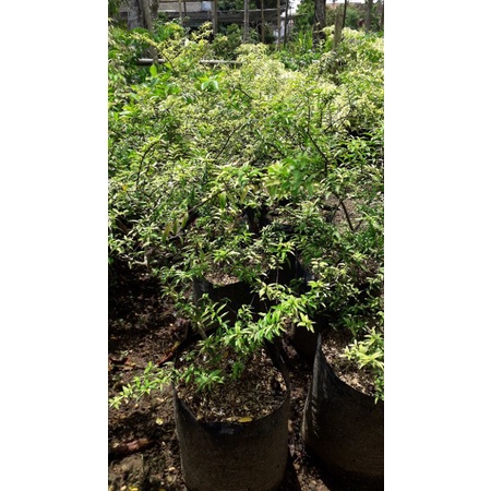 TANAMAN BONSAI ANTING PUTRI MIKRO/MICRO BERKARAKTER