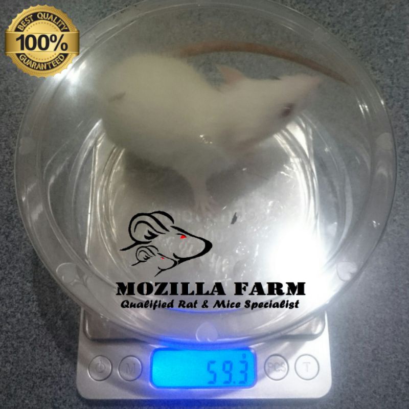 Tikus Putih Rat Size Small Up ( 56-80 Gram )