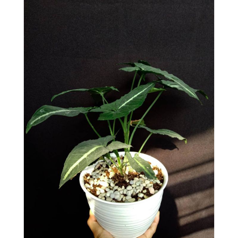 syngonium wendlandii - syngonium wendlandii - tanaman hias gantung - hiasan taman - syngonium -SA