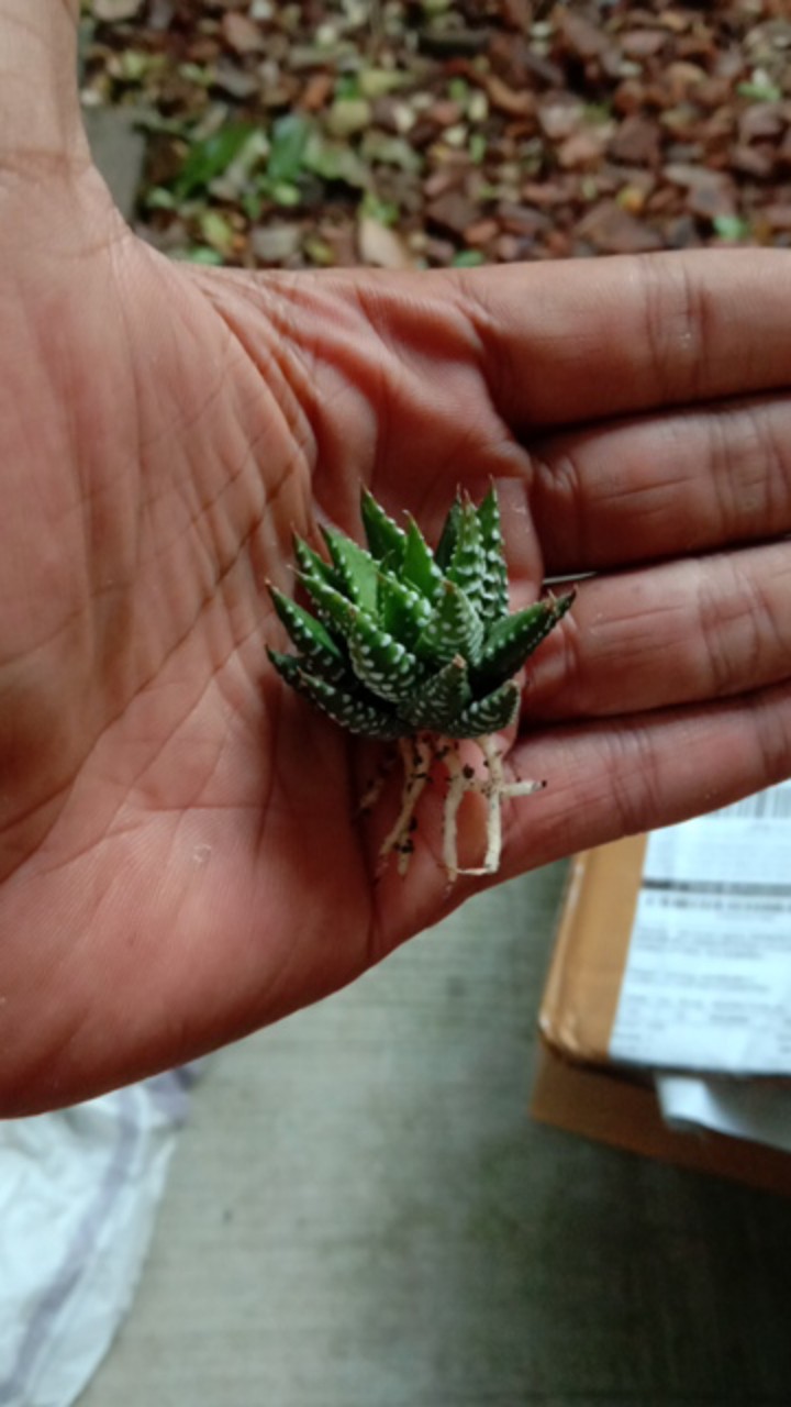 Haworthia Pumila Var