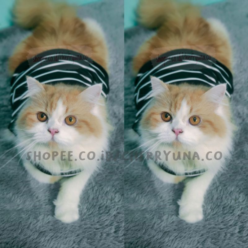 [BAJU KUCING/ANJING] Black/White Strip Zebra T-Shirt