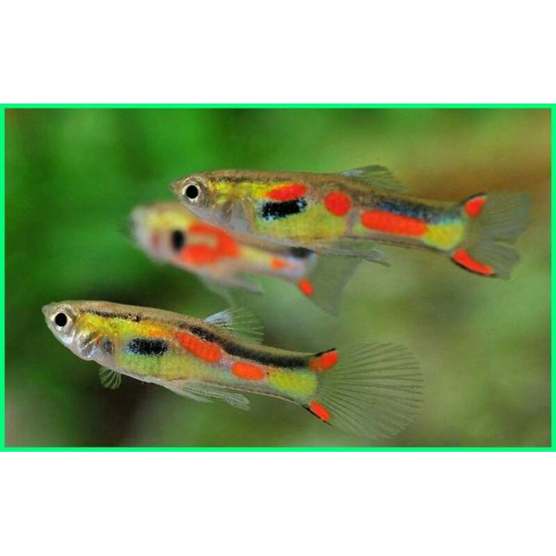Ikan Guppy Endler pasangan