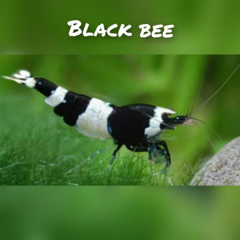 udang hias black bee aquascape