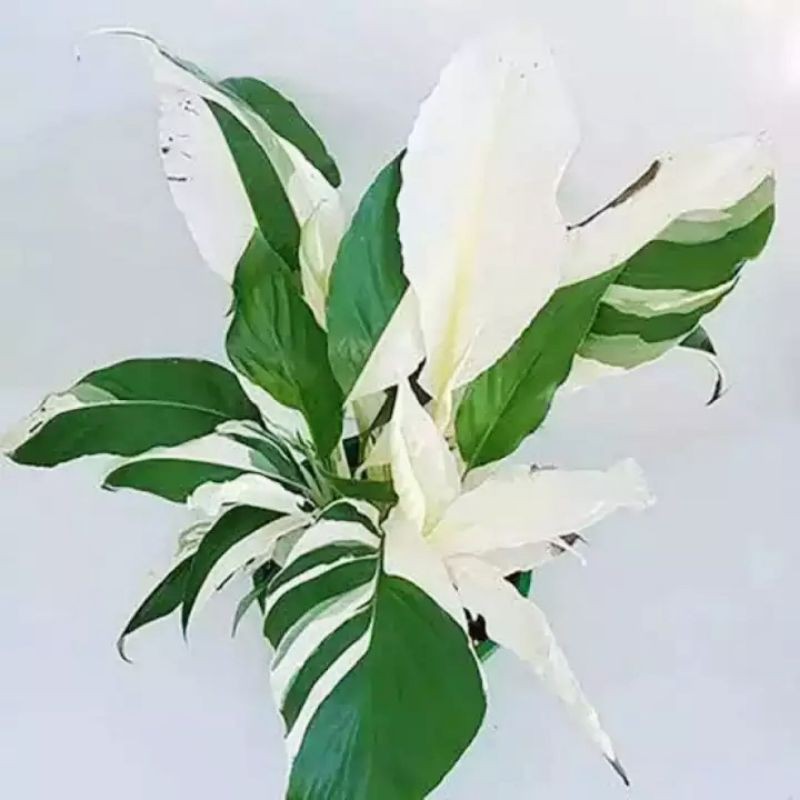 tanaman hias peace lily varigata / tanaman hias sepatu filum varigata / sepatu filum varigata
