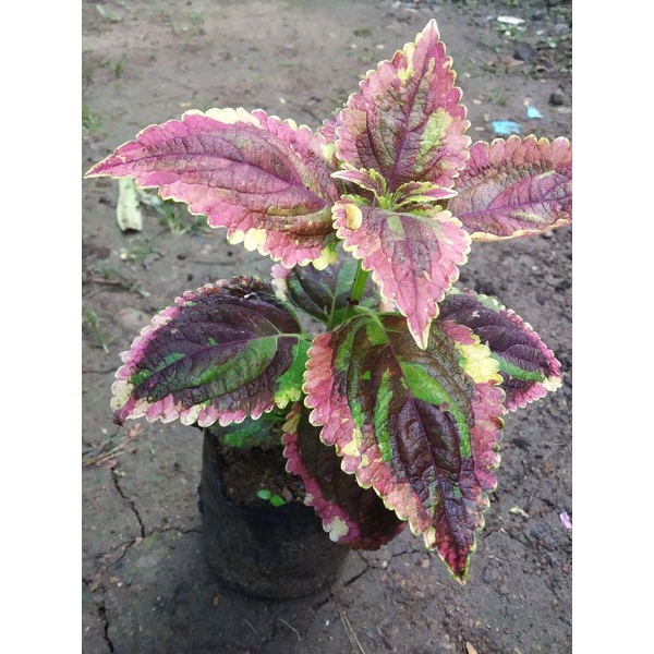 MIANA PELANGI PREMIUM BERAKAR