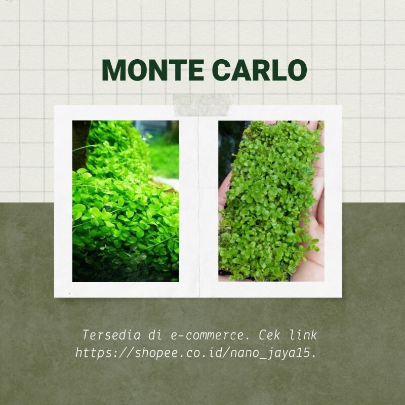 monte carlo (tanaman aquascape)