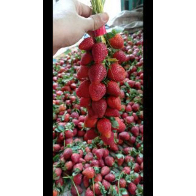

Strawberry organik rangkai 500gr