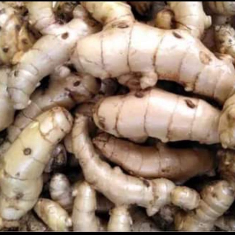 

temu putih/koneng bodas 1 kg