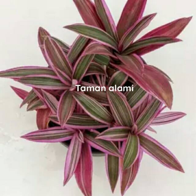 Tanaman hias adam hawa varigata tanaman indoor adam hawa Tanaman hias adam hawa varigata tanaman indoor adam hawa
