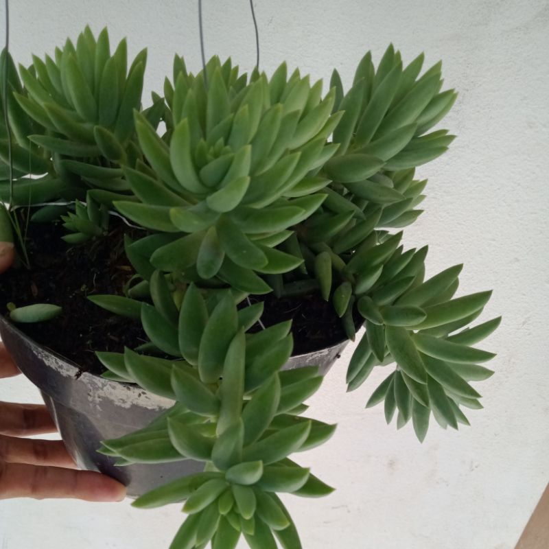 TANAMAN SUKULEN CENDOL GANTUNG