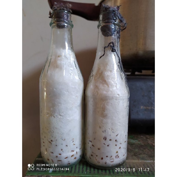 bibit jamur tiram f1 berkualitas