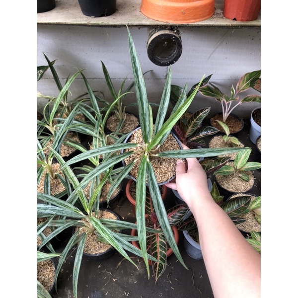 aglaonema bambu